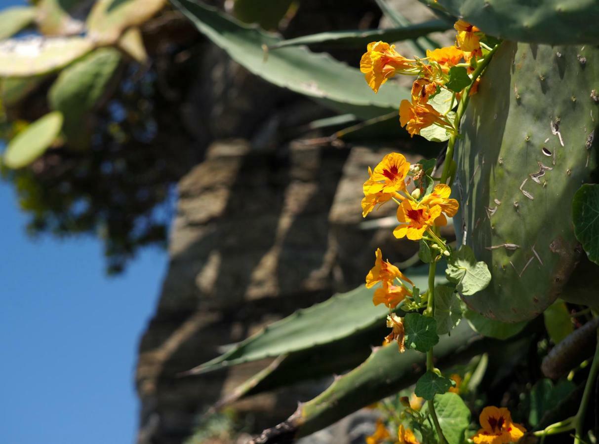 Agave Room Rental Riomaggiore Exterior photo